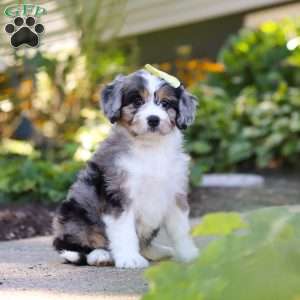 Emma, Mini Bernedoodle Puppy