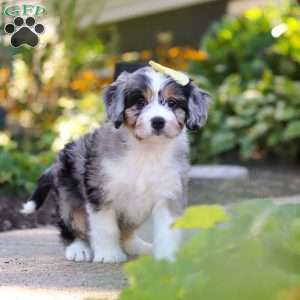 Emma, Mini Bernedoodle Puppy