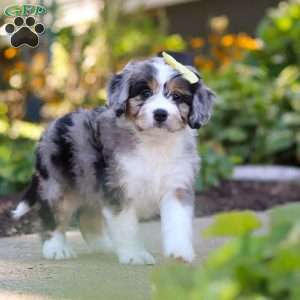 Emma, Mini Bernedoodle Puppy