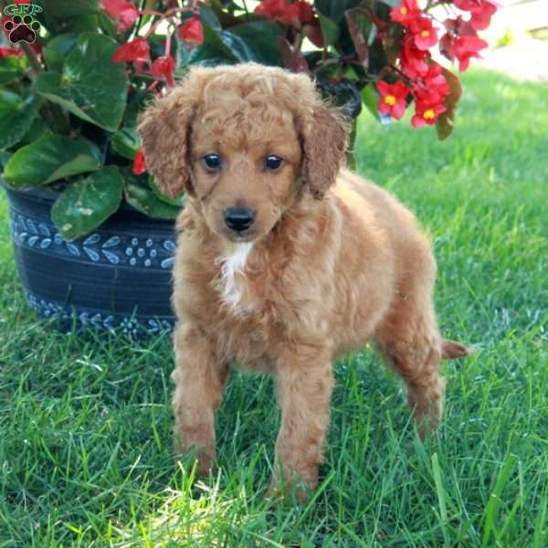 Emma, Mini Goldendoodle Puppy