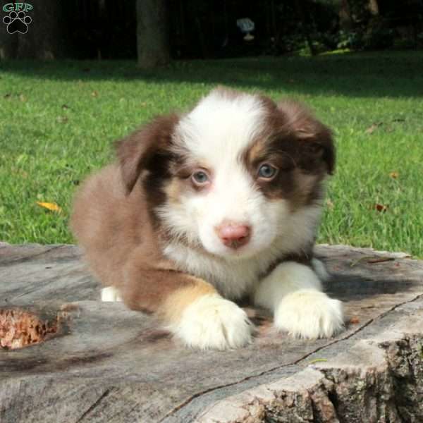 Emma, Australian Shepherd Puppy