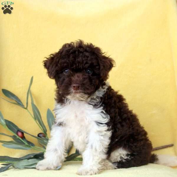Emma, Miniature Poodle Puppy