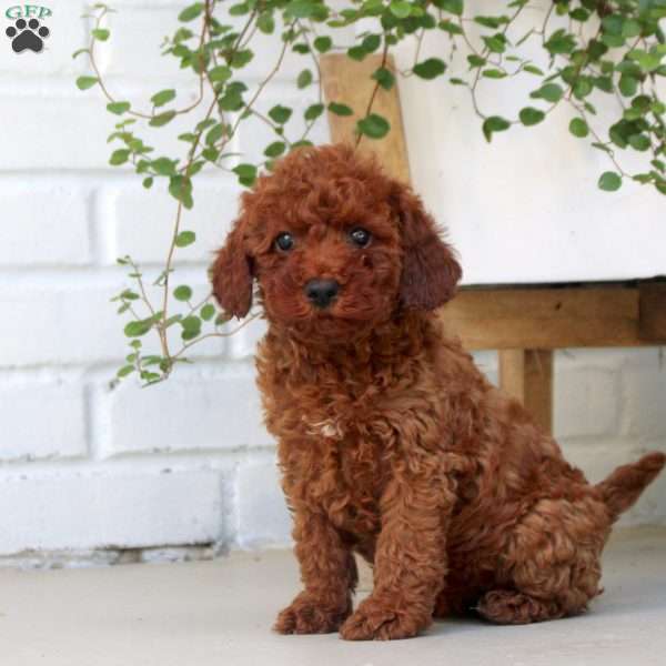Emma, Miniature Poodle Puppy
