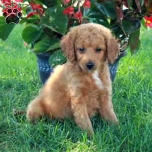 Emma, Mini Goldendoodle Puppy