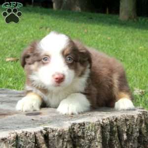 Emma, Australian Shepherd Puppy