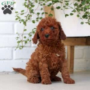 Emma, Miniature Poodle Puppy