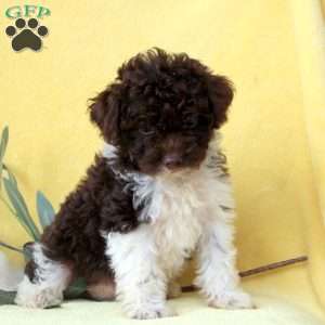 Emma, Miniature Poodle Puppy