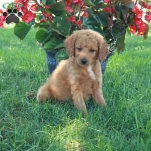 Emma, Mini Goldendoodle Puppy