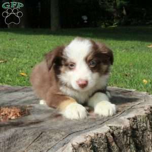 Emma, Australian Shepherd Puppy