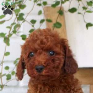 Emma, Miniature Poodle Puppy