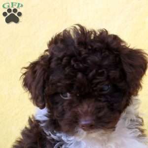 Emma, Miniature Poodle Puppy