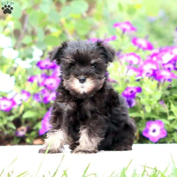 Emma, Miniature Schnauzer Puppy