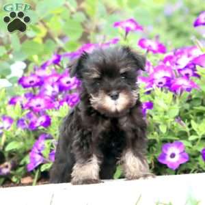 Emma, Miniature Schnauzer Puppy