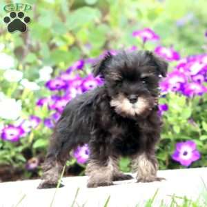 Emma, Miniature Schnauzer Puppy