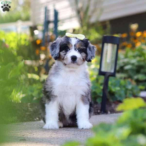 Emma, Mini Bernedoodle Puppy