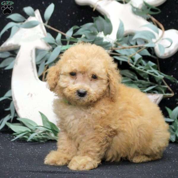 Emmett, Miniature Poodle Puppy