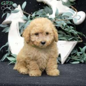 Emmett, Miniature Poodle Puppy