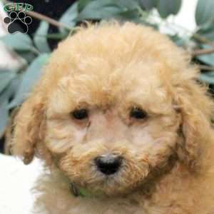 Emmett, Miniature Poodle Puppy