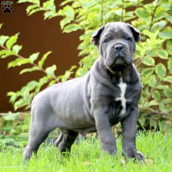 Eric, Cane Corso Puppy