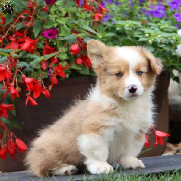 Eric – Longhaired, Pembroke Welsh Corgi Puppy