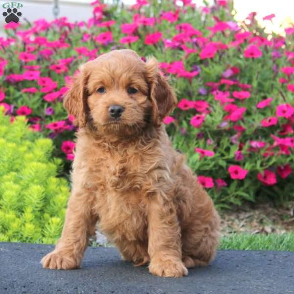 Eric, Cockapoo Puppy