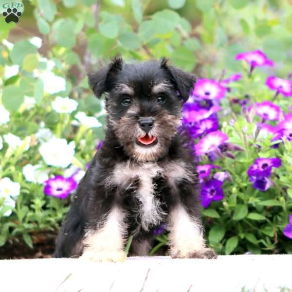 Eric, Miniature Schnauzer Puppy