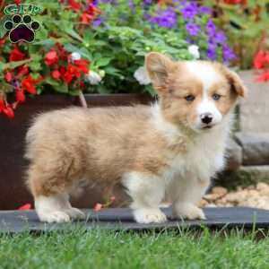 Eric – Longhaired, Pembroke Welsh Corgi Puppy