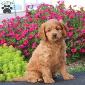 Eric, Cockapoo Puppy