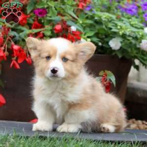 Eric – Longhaired, Pembroke Welsh Corgi Puppy