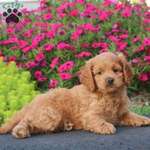 Eric, Cockapoo Puppy