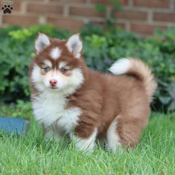 Erma, Pomsky Puppy
