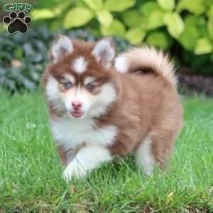 Erma, Pomsky Puppy