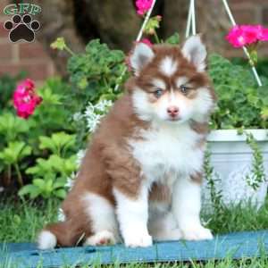 Erma, Pomsky Puppy