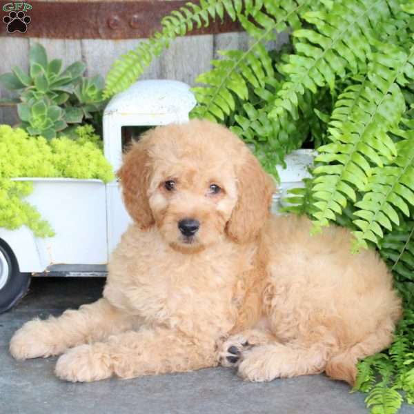 Ernie, Mini Goldendoodle Puppy