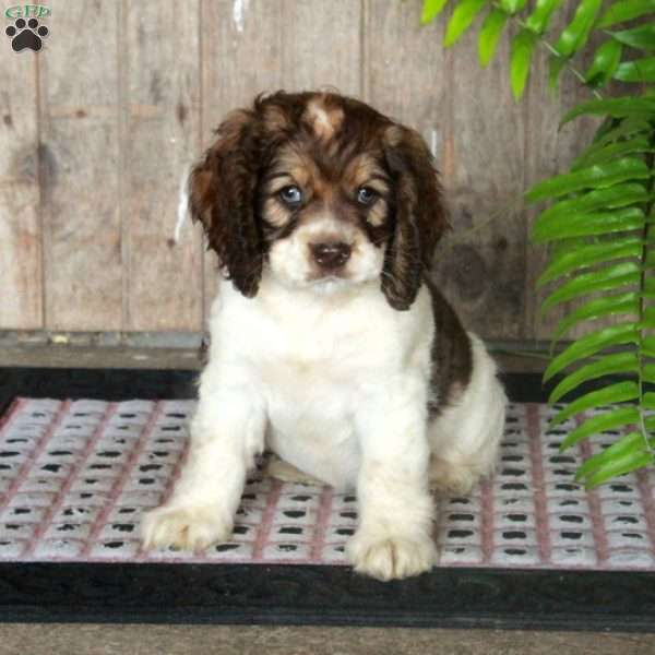Ernie, Cocker Spaniel Puppy