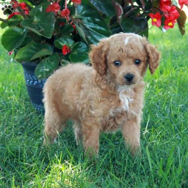 Ernie, Mini Goldendoodle Puppy