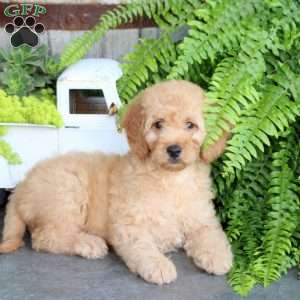 Ernie, Mini Goldendoodle Puppy