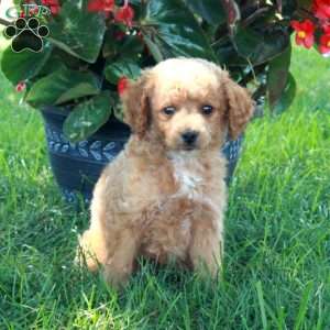 Ernie, Mini Goldendoodle Puppy