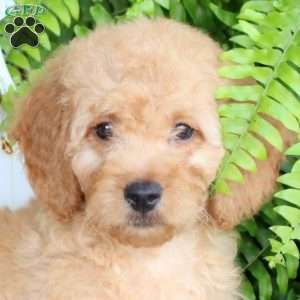 Ernie, Mini Goldendoodle Puppy