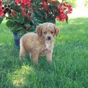 Ernie, Mini Goldendoodle Puppy