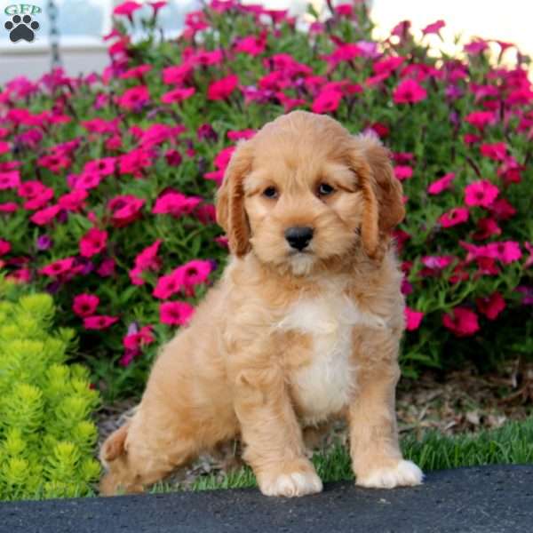 Ernie, Cockapoo Puppy