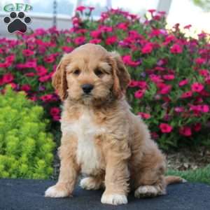 Ernie, Cockapoo Puppy