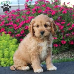 Ernie, Cockapoo Puppy