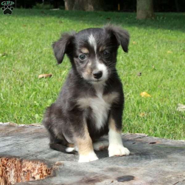 Esme, Australian Shepherd Puppy