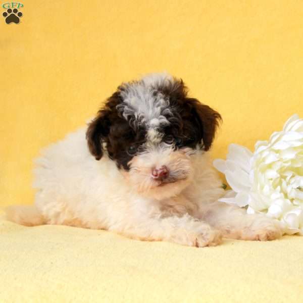 Esme, Miniature Poodle Puppy