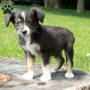 Esme, Australian Shepherd Puppy