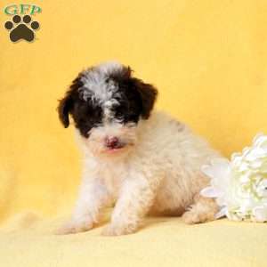 Esme, Miniature Poodle Puppy