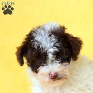 Esme, Miniature Poodle Puppy