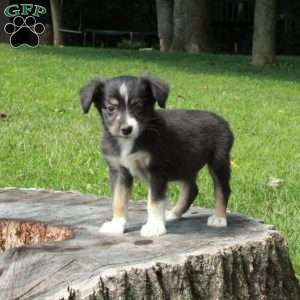 Esme, Australian Shepherd Puppy