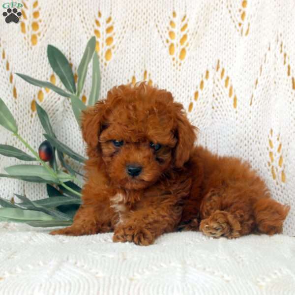 Ethan, Miniature Poodle Puppy